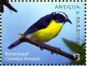 Bananaquit (Coereba flaveola)